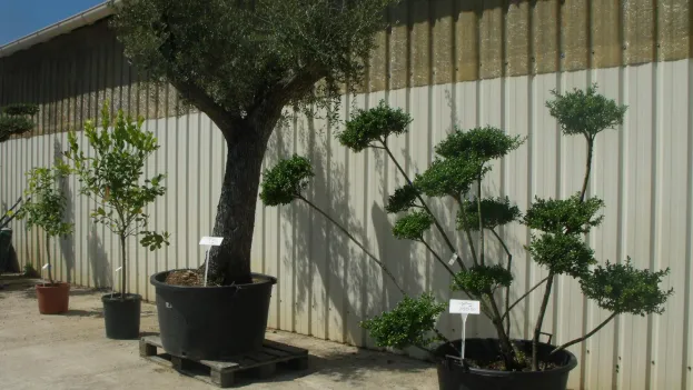 pépinière à Benais près de Bourgueil en Indre-et-Loire 37